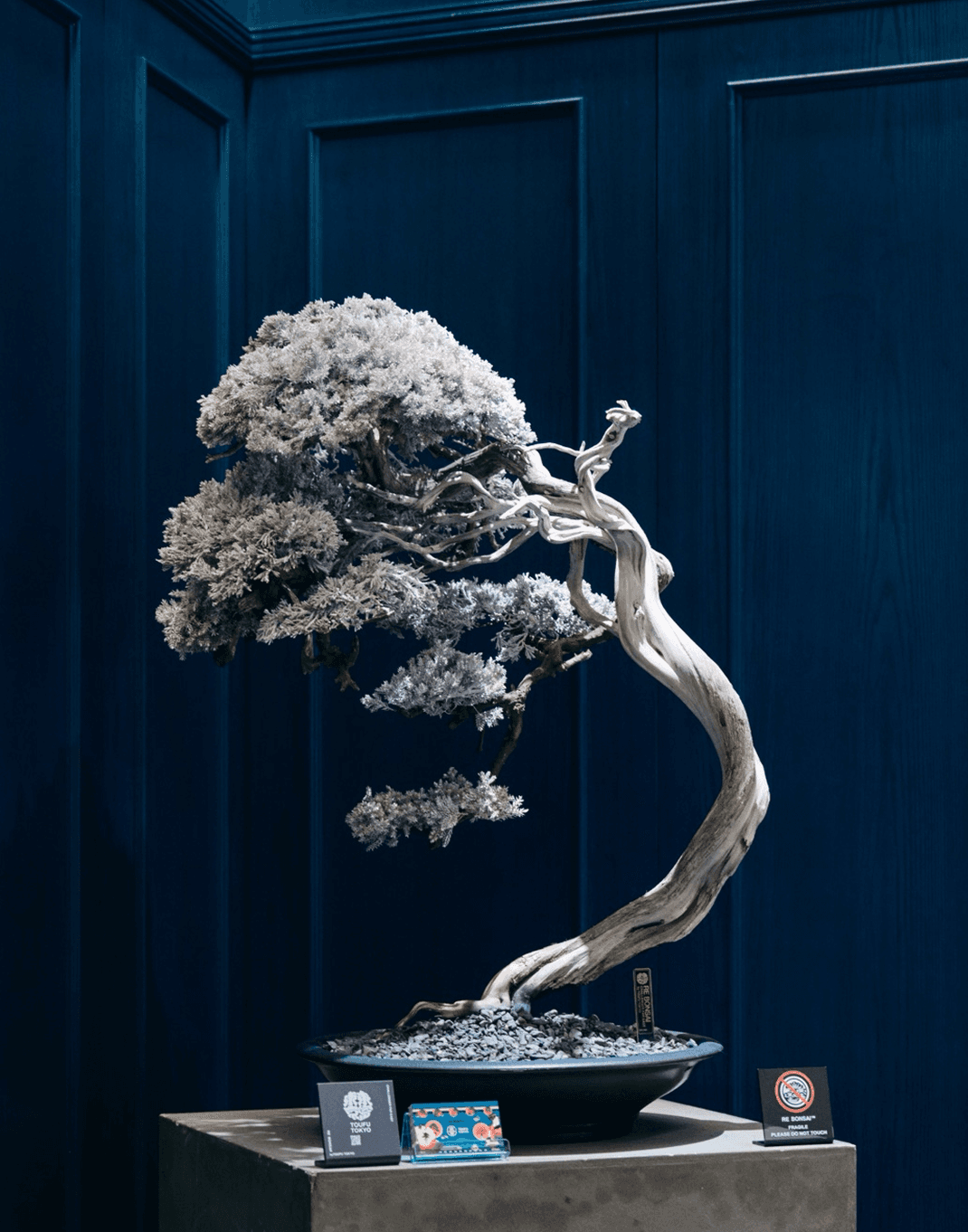 RE BONSAI
