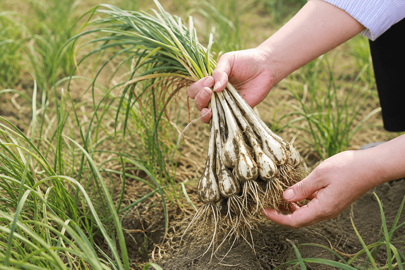 The joy of harvesting with your own hands