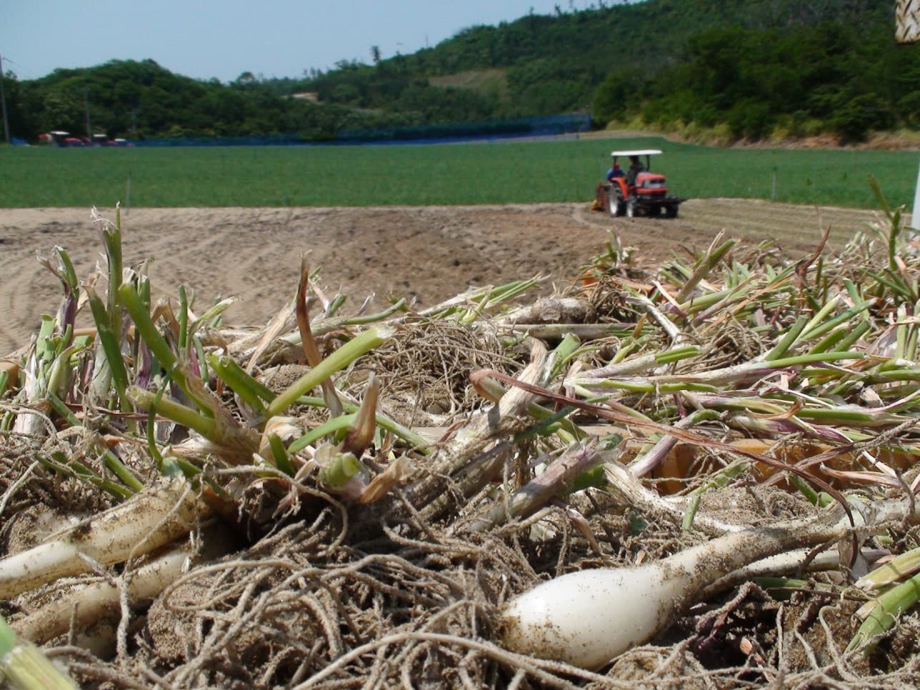 What is the Rakkyo Field Ownership?