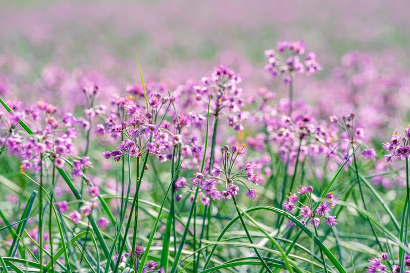 In autumn, a field of flowers.