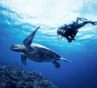 水上・水中のアクティビティ